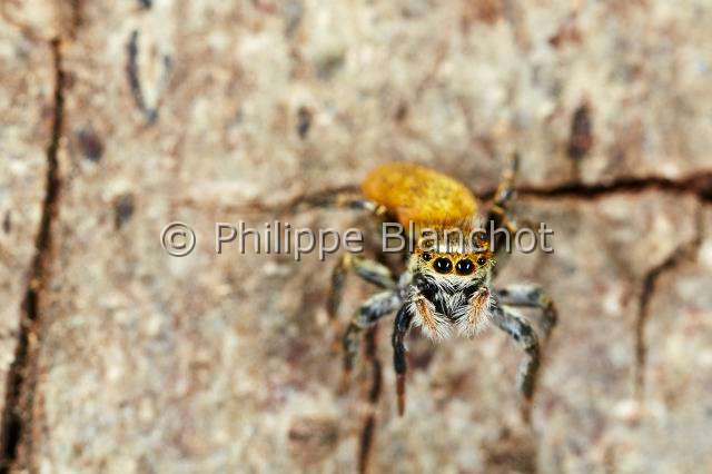 Salticidae_4845.JPG - France, Pyrénées-Atlantiques (64), Araneae, Salticidae Araignée sauteuse ou Saltique (Carrhotus xanthogramma), Jumping spider